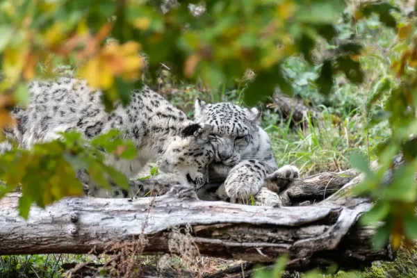 Der Tierpark der Auvergne – ein Eintauchen in die Tierwelt