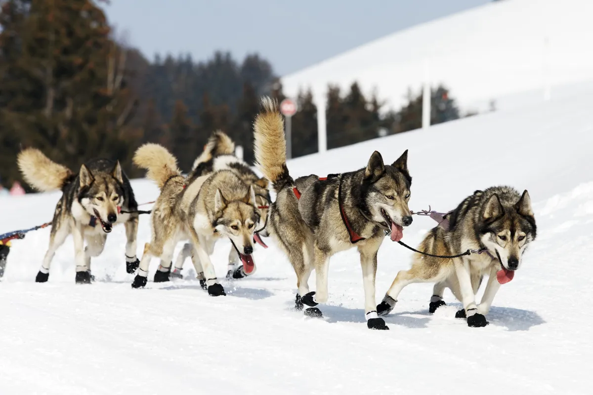 Les chiens de traîneaux, une activité originale en Auvergne