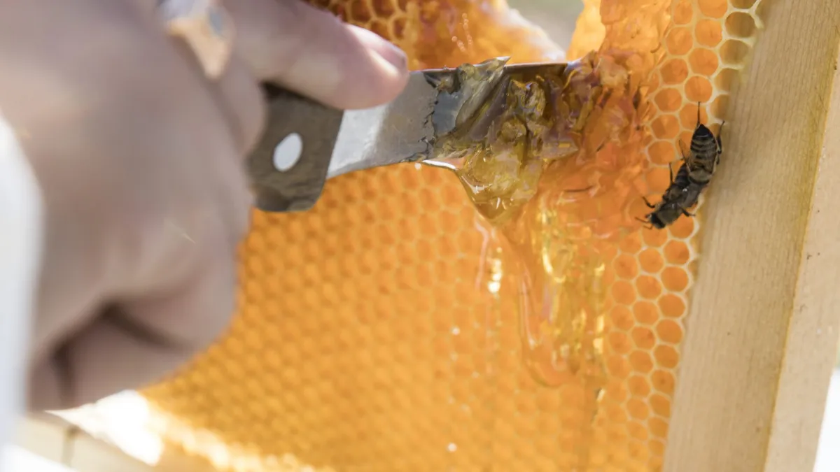 À la découverte des producteurs de miel d'Auvergne