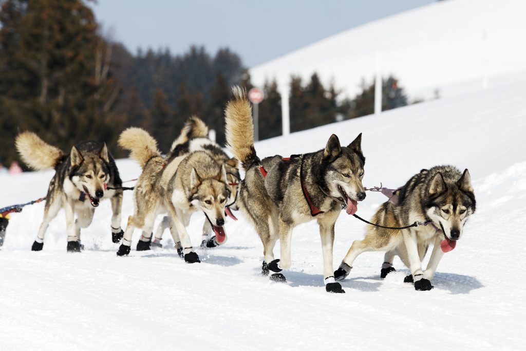 Les chiens de traîneaux, une activité originale en Auvergne hard race