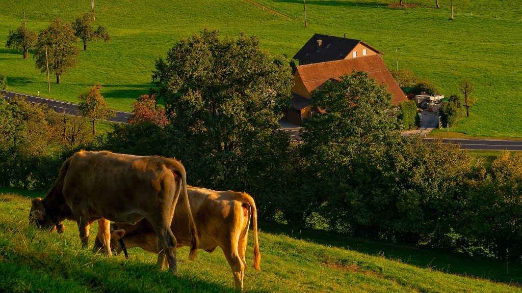 Les fermes auberges, l’authenticité au cœur de l’Auvergne two brown cattle on grass field