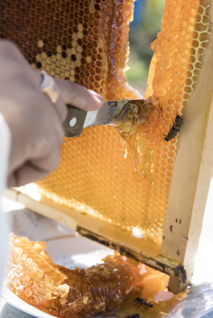 À la découverte des producteurs de miel d’Auvergne cutting honey from the bee hive