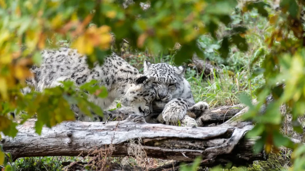 Le Parc Animalier d’Auvergne, une immersion au cœur de la faune tigres blancs du parc animalier d'auvergne
